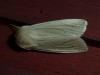 Mythimna pallens